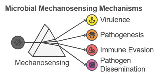 Key Milestones in Microbial Pathogenesis and Space Microbiology Research